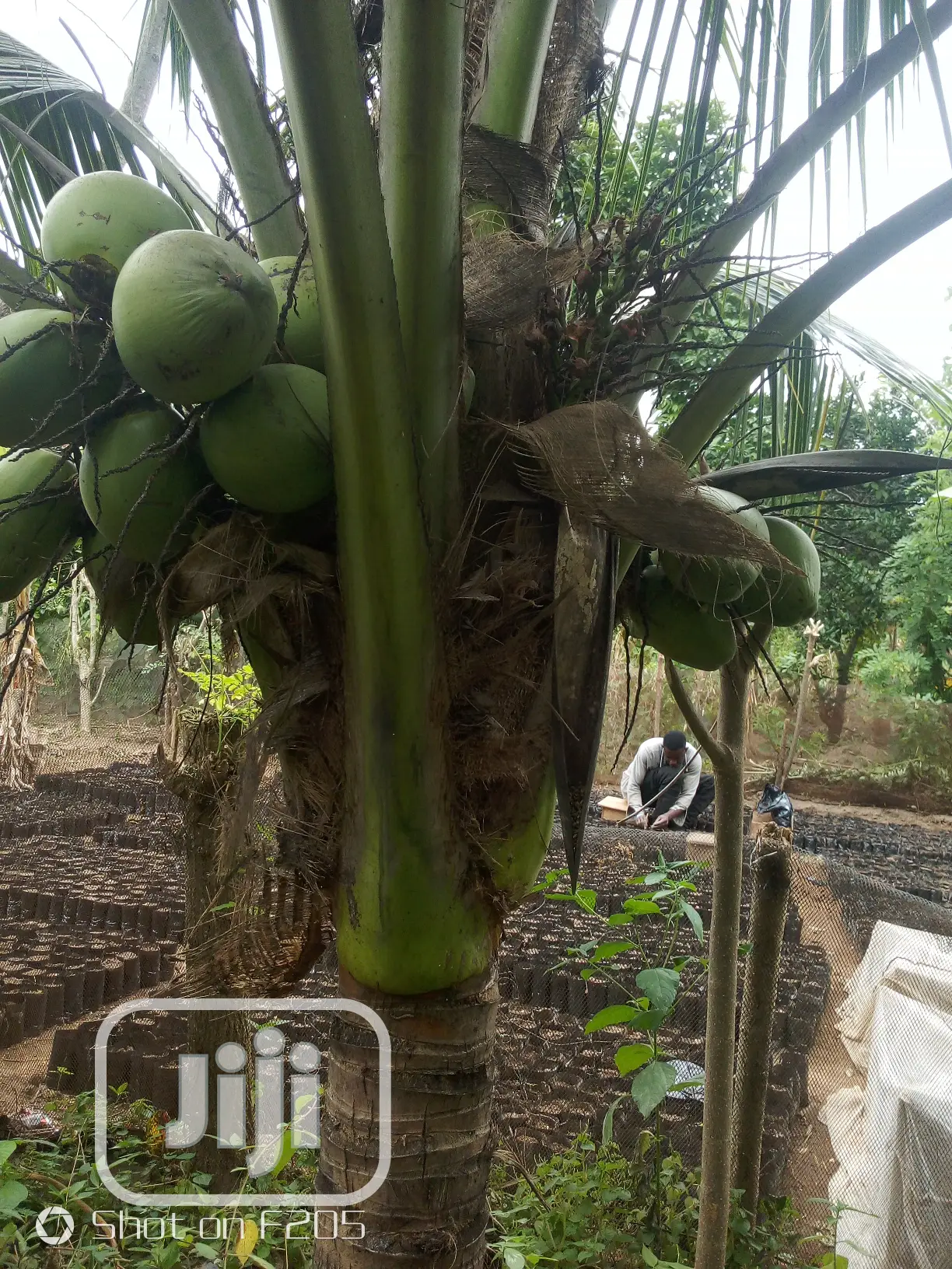 Dwarf Coconut Seedlings