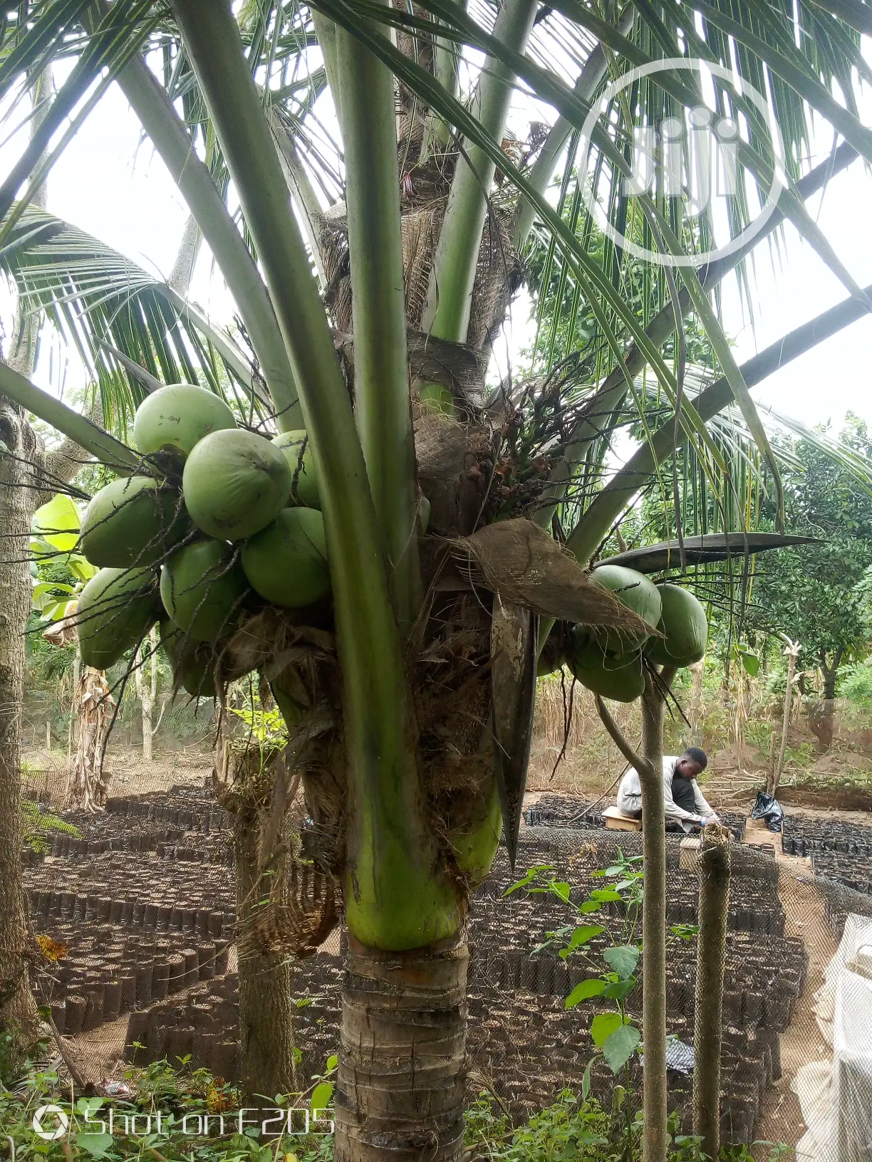 Dwarf Coconut Seedlings