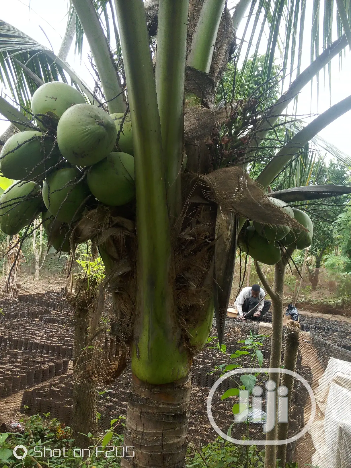 Dwarf Coconut Seedlings