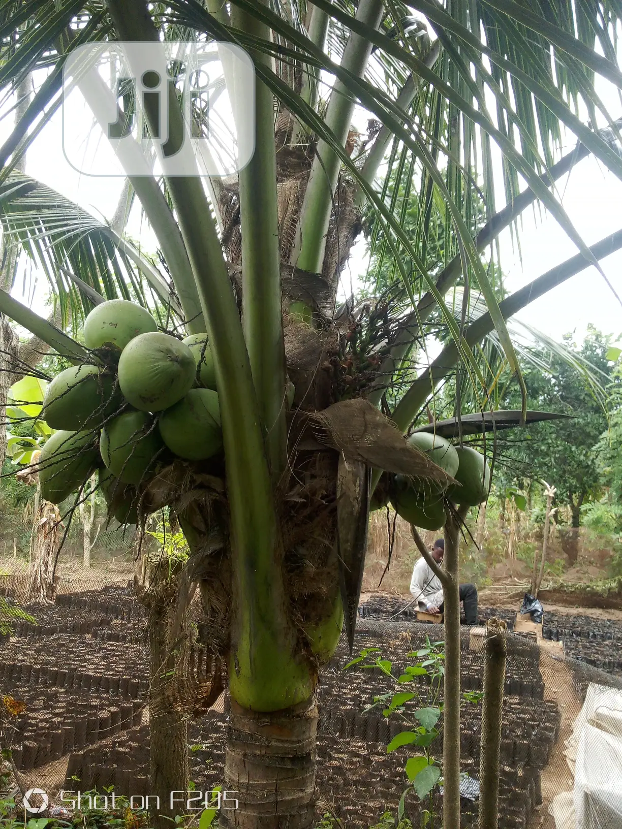 Dwarf Coconut Seedlings