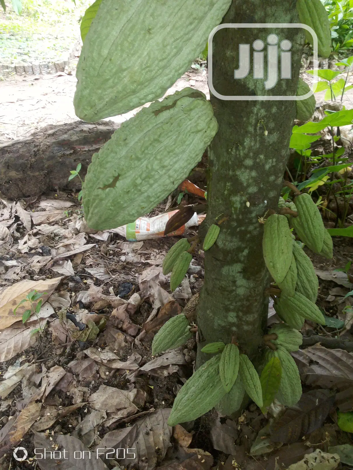 Hybrid Cocoa Seedlings