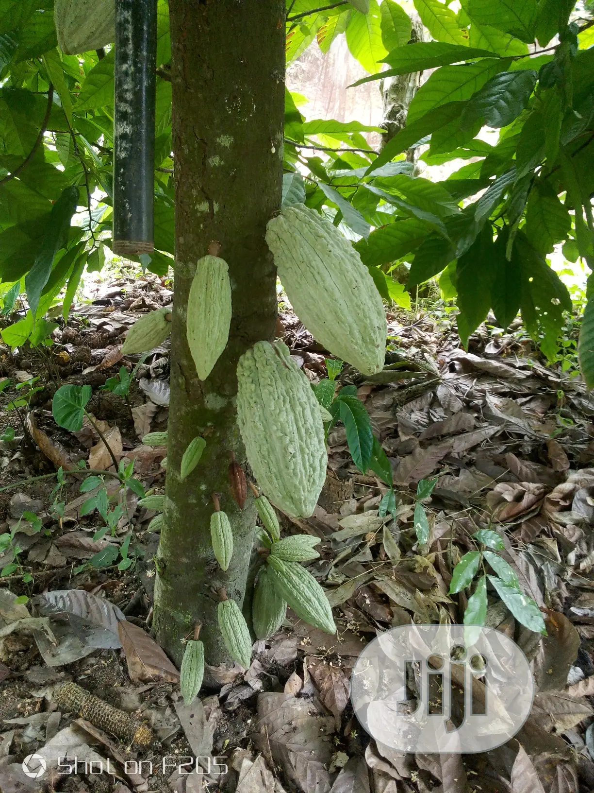 Hybrid Cocoa Seedlings