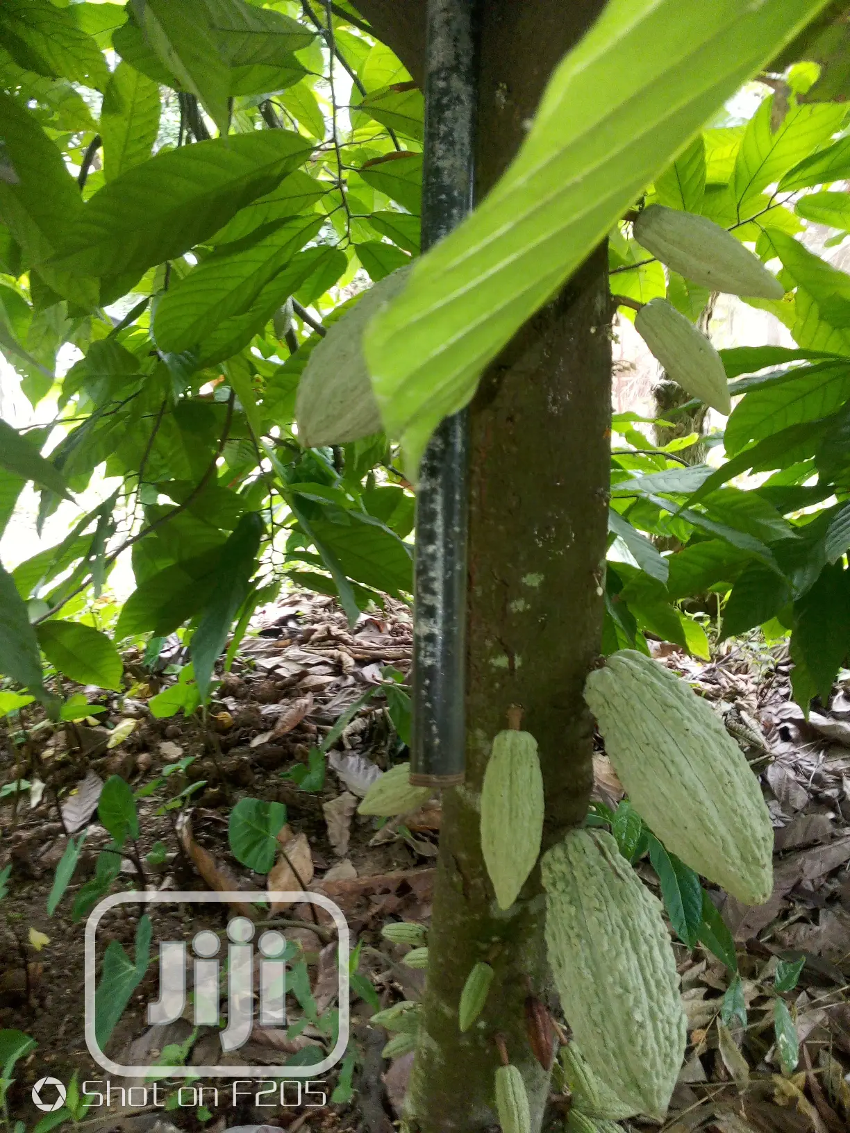Hybrid Cocoa Seedlings