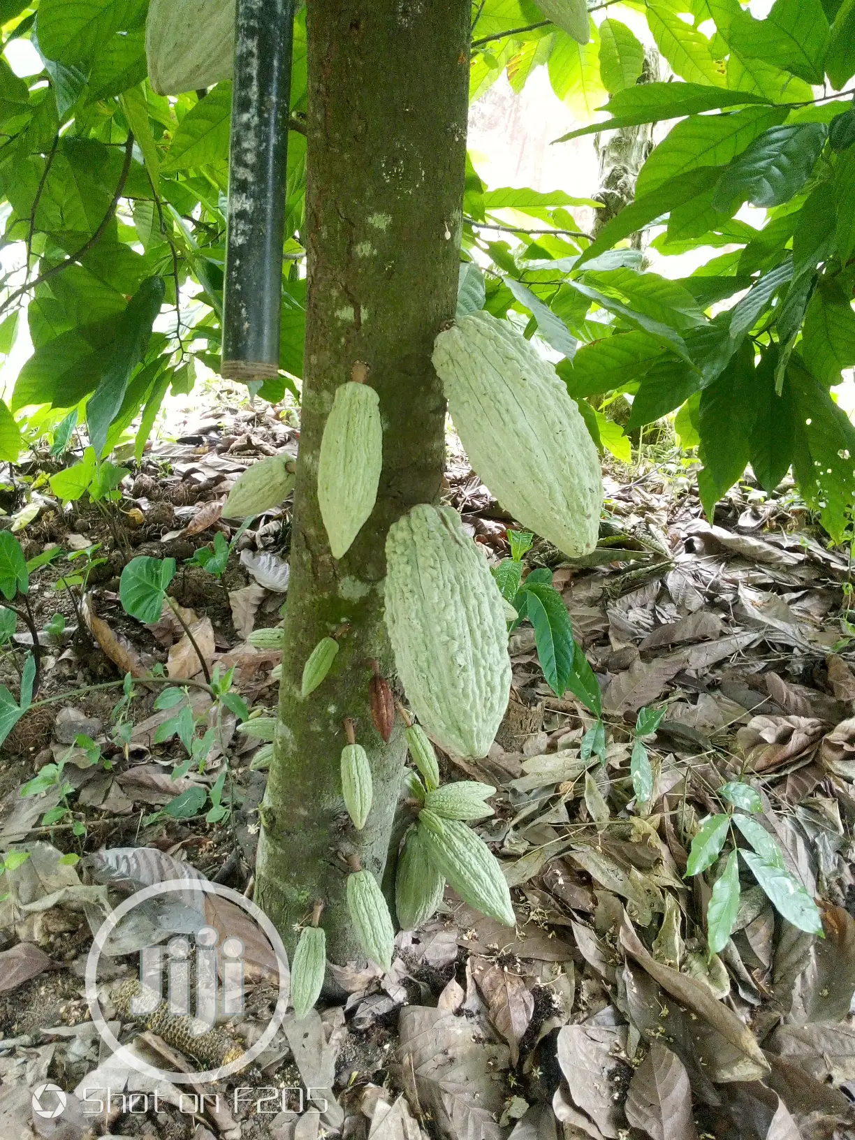 Hybrid Cocoa Seedlings