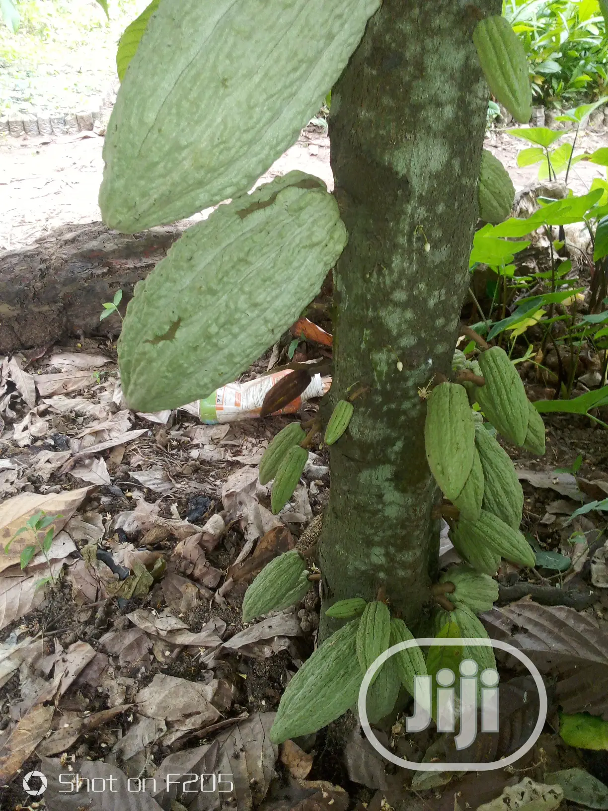 Hybrid Cocoa Seedlings