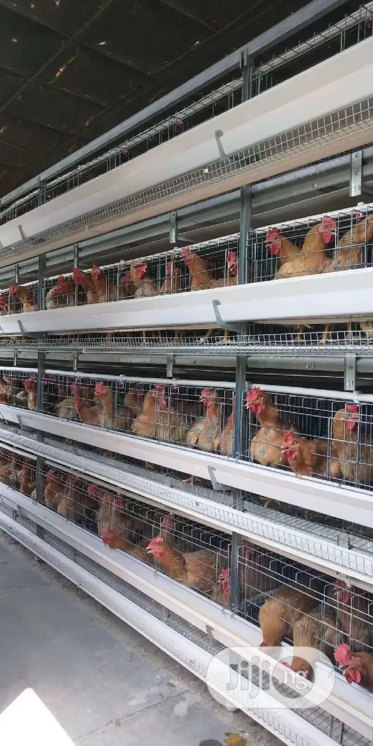 China Factory H Type Automatic Battery Cage Best Quality Cag