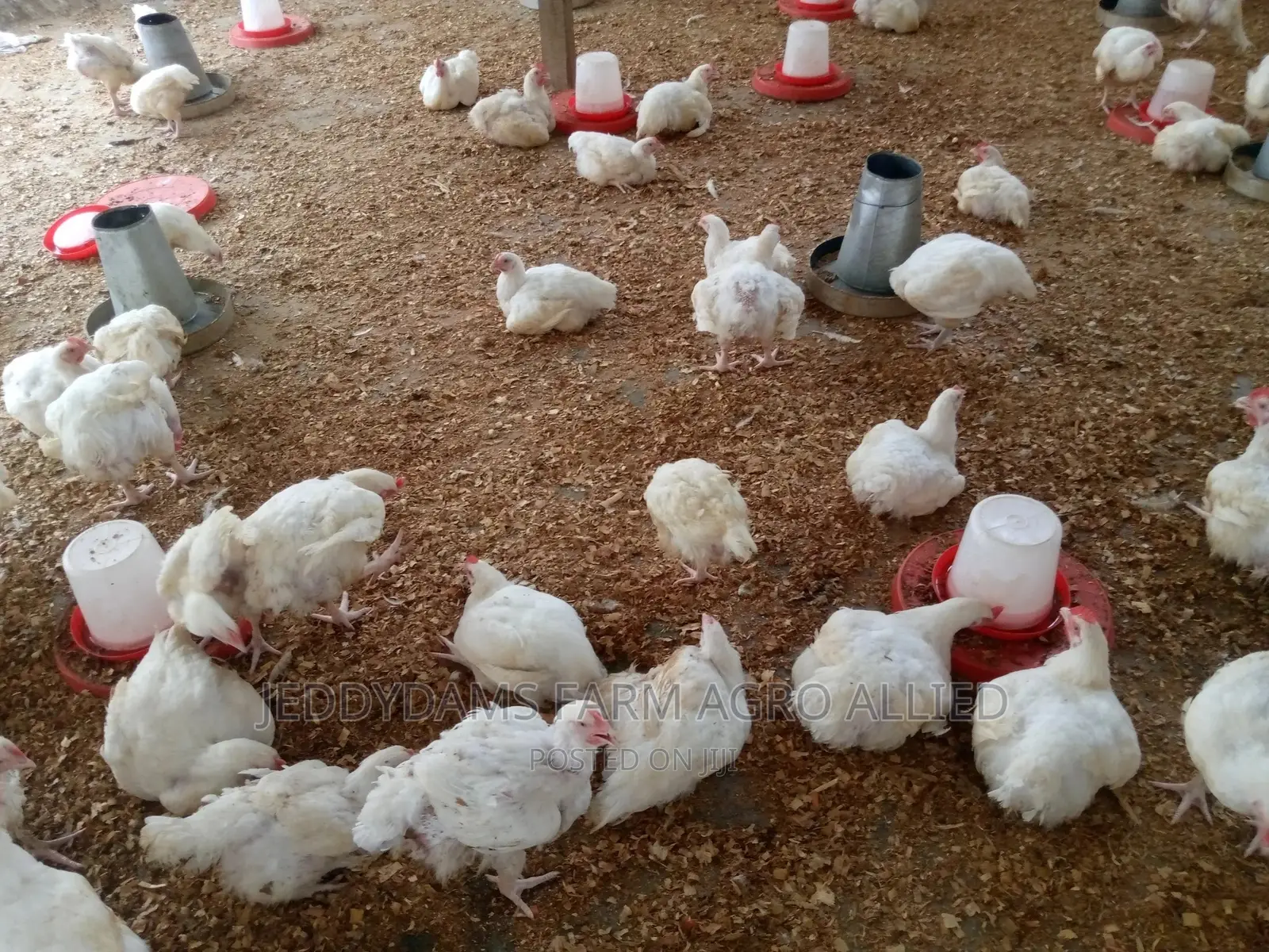 6 Weeks Frozen Chicken Birds