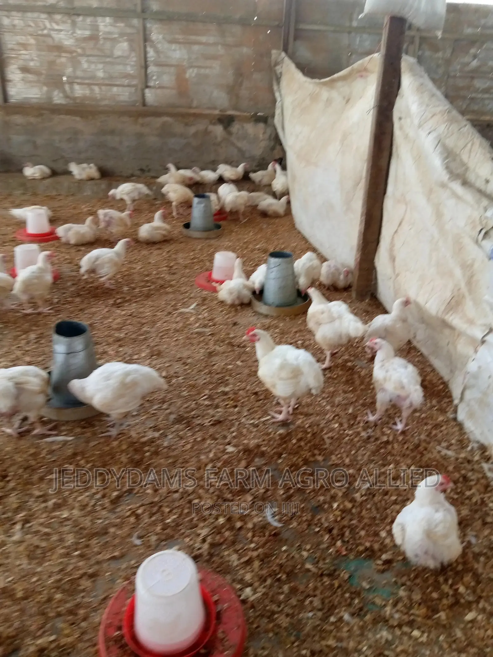 6 Weeks Frozen Chicken Birds