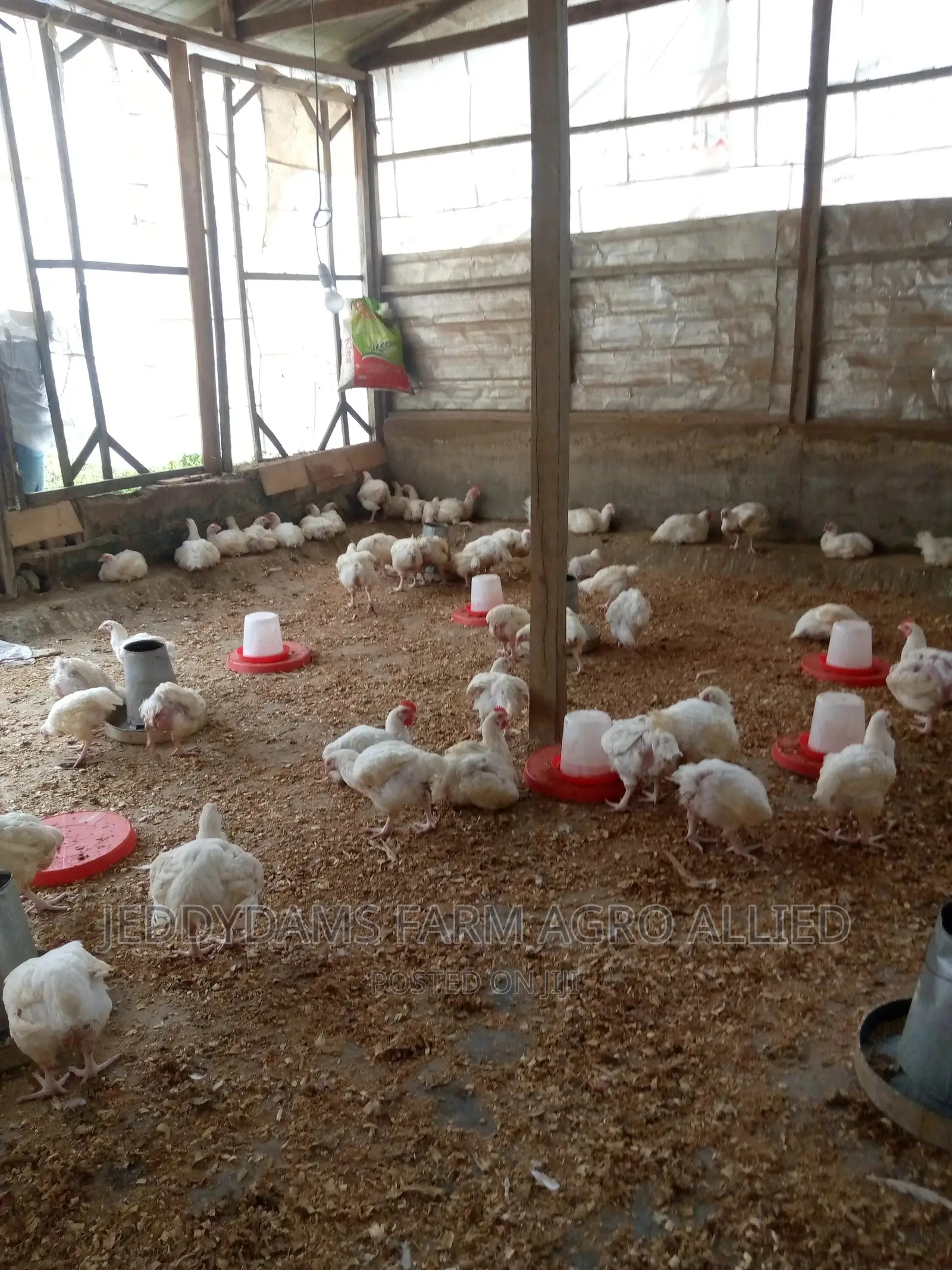 6 Weeks Frozen Chicken Birds