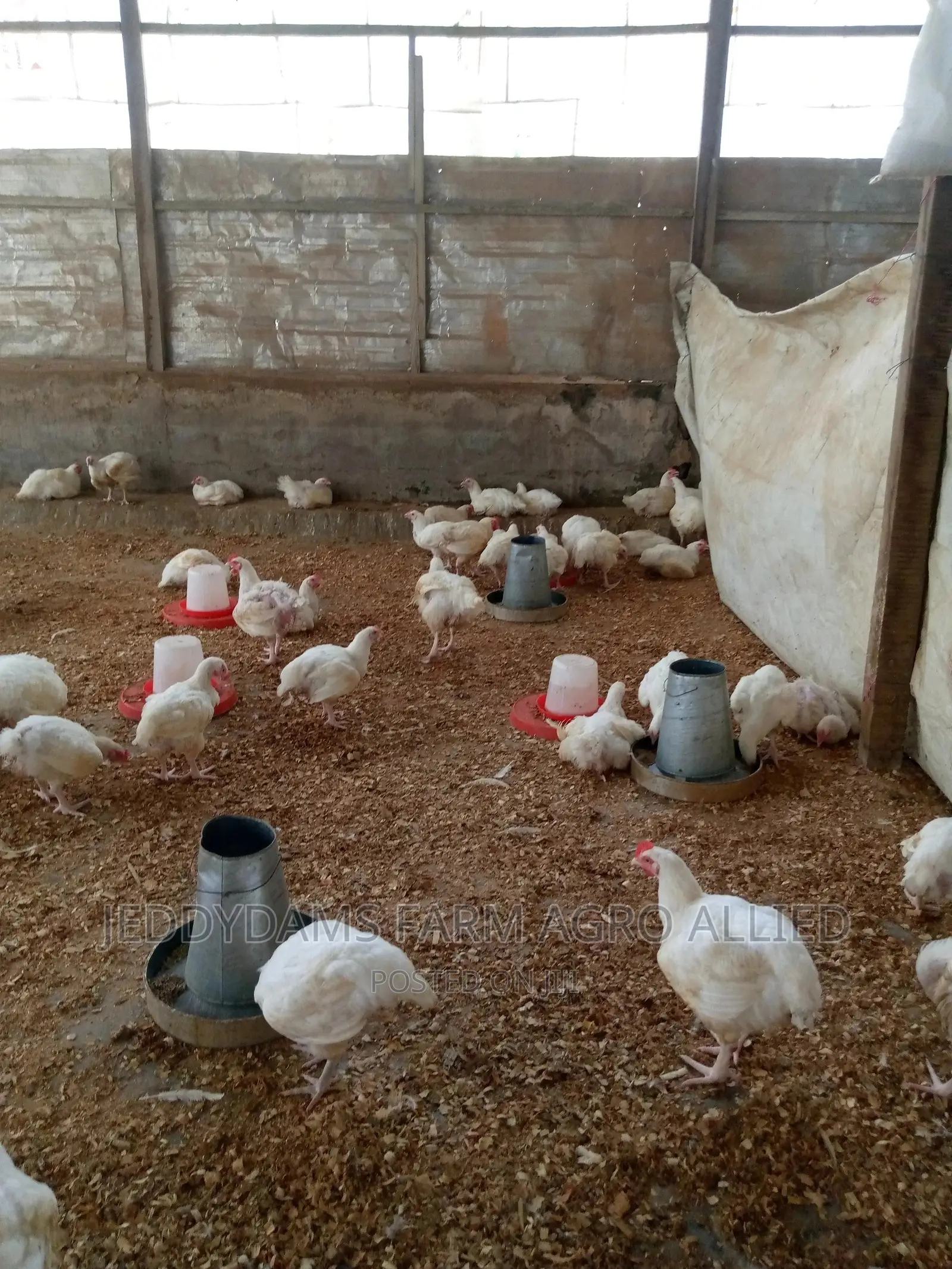 6 Weeks Frozen Chicken Birds
