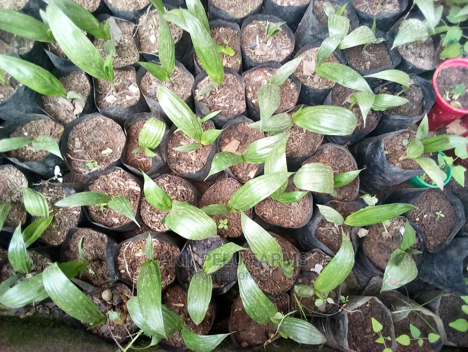 Oil Palm Seedlings for Sale