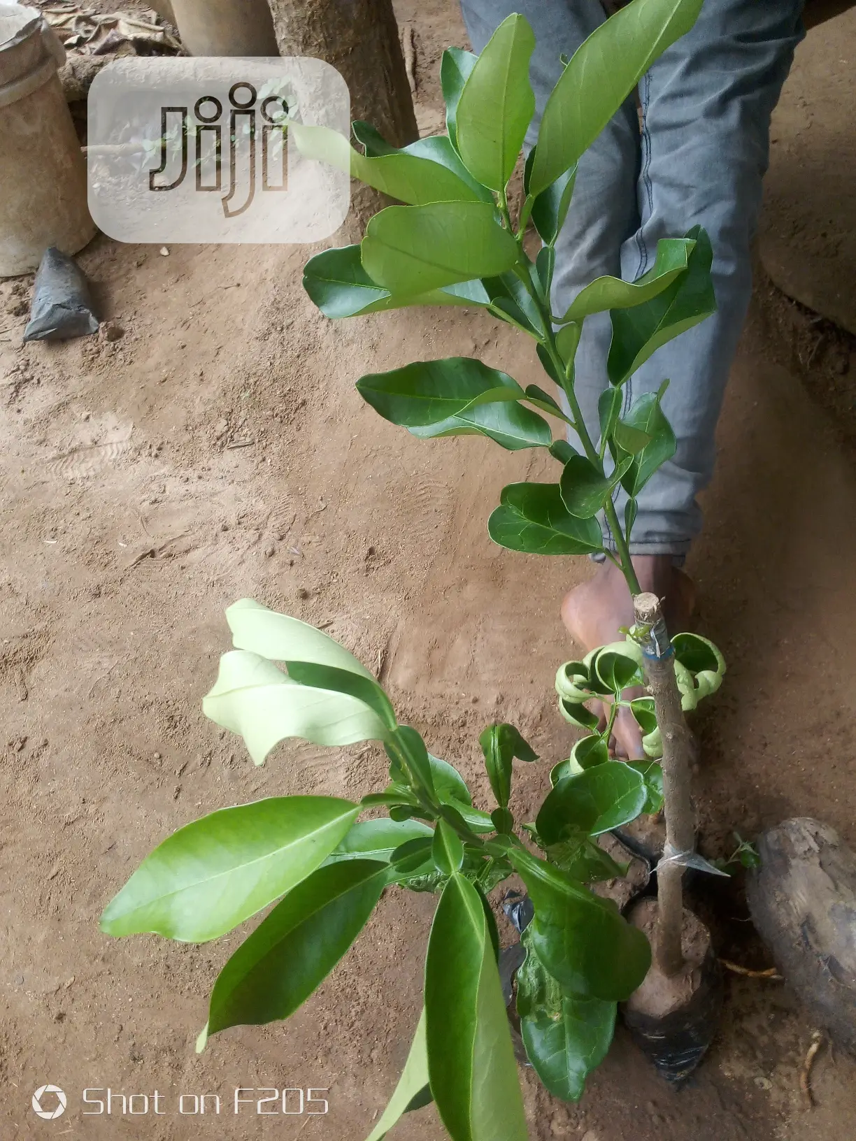 Shardock Seedlings