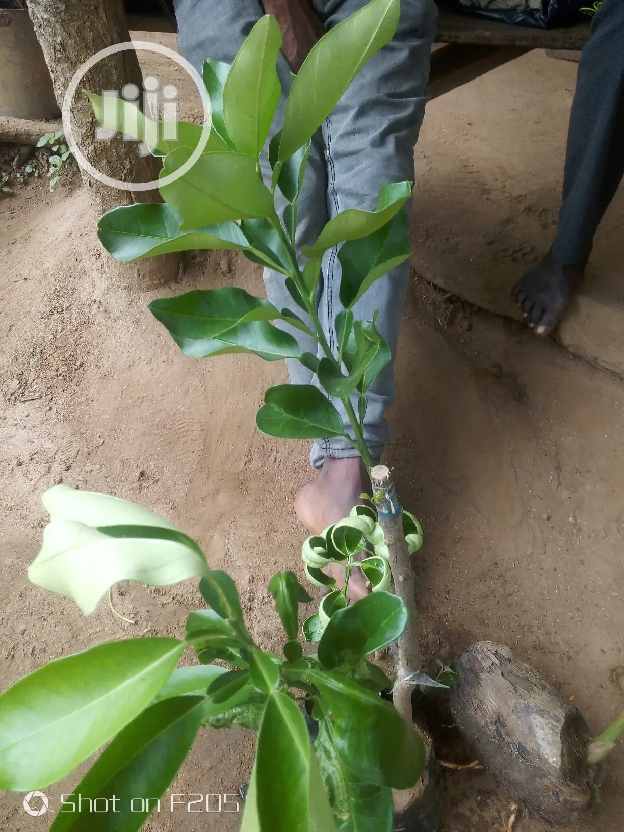 Shardock Seedlings