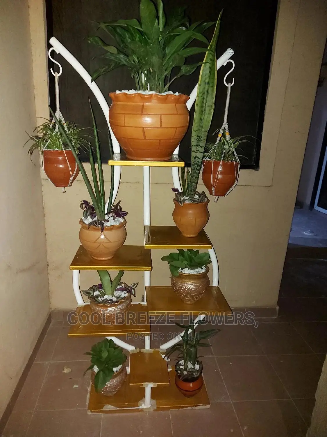 Air Purifying Plants