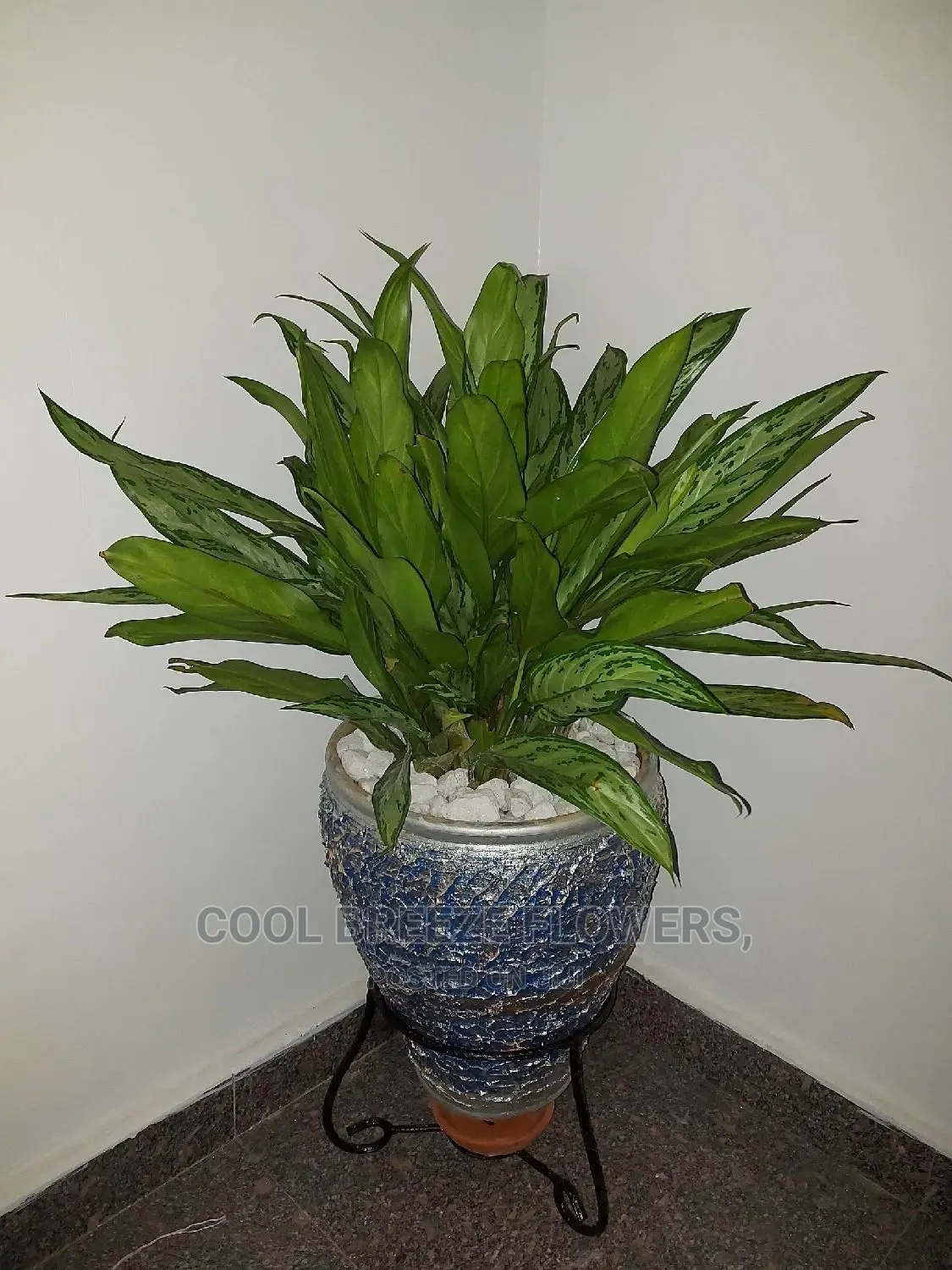 Air Purifying Plants
