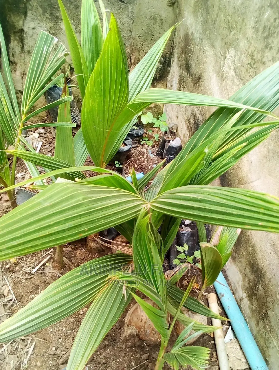 Malaysia-Dwarf Hybrid Coconut Seedlings.