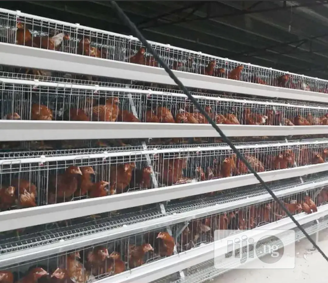Battery Cages Best Hot Dipped Galvanized Battery Cages