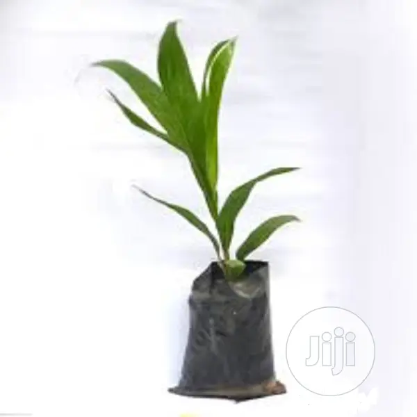 Nursery Planting Seed Nylon