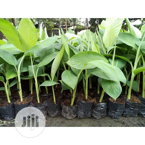 Nursery Planting Seed Nylon