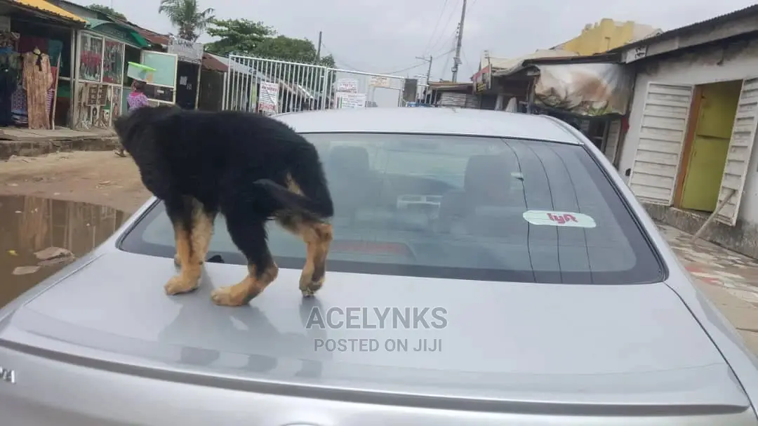 1-3 months Male Purebred German Shepherd