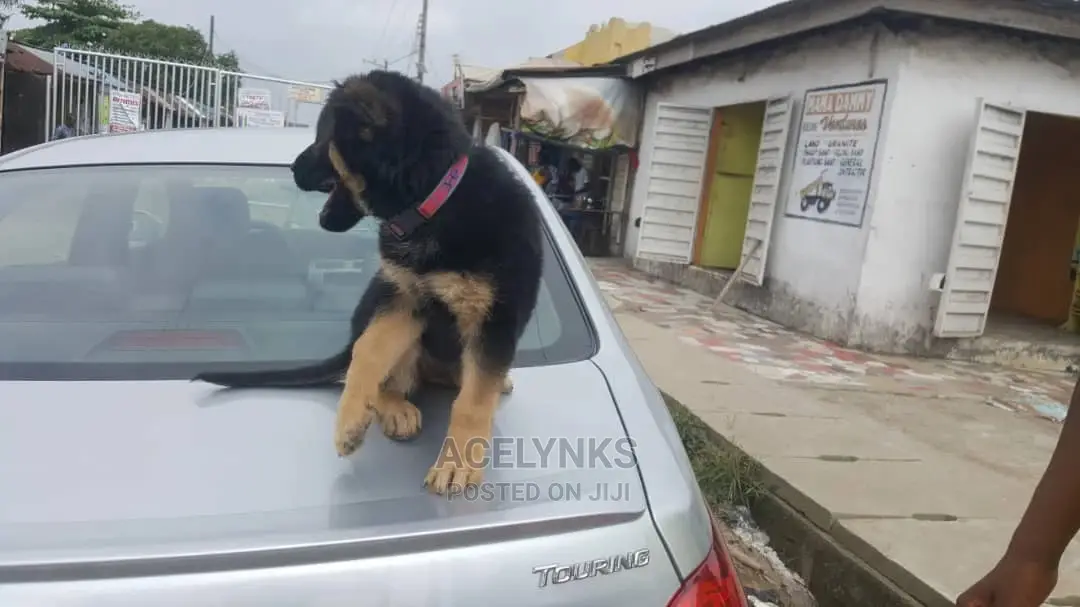 1-3 months Male Purebred German Shepherd