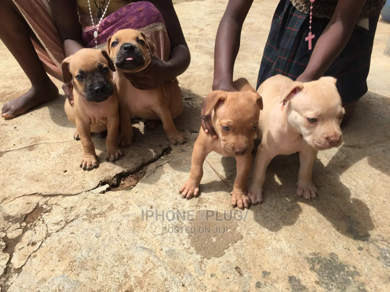 3-6 months Female Purebred Boerboel