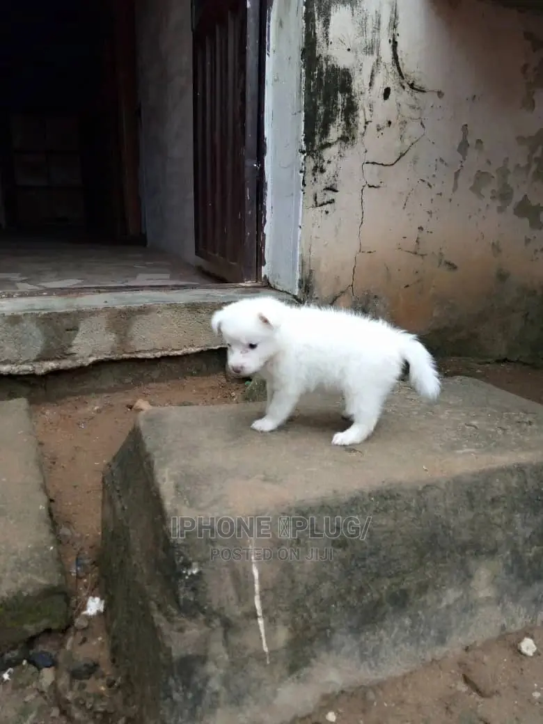 3-6 months Male Purebred American Eskimo