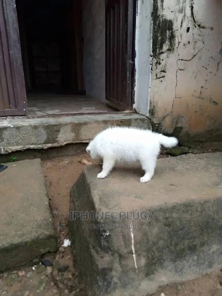 3-6 months Male Purebred American Eskimo