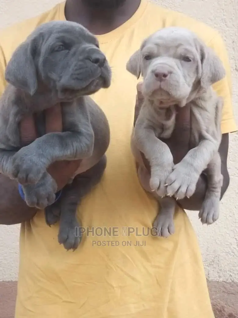 1-3 months Male Purebred Neapolitan Mastiff