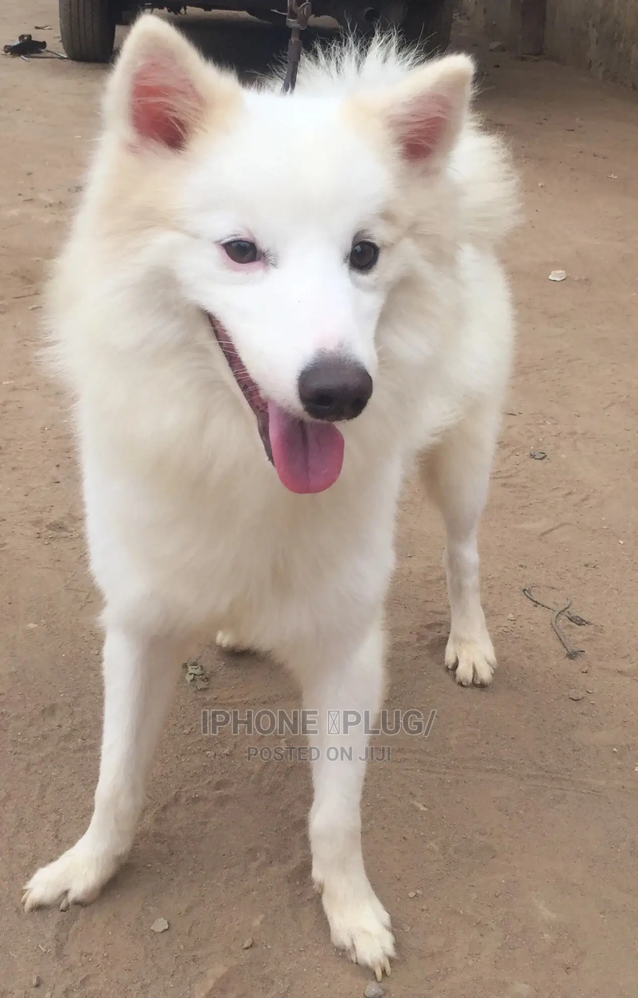 1+ year Male Purebred American Eskimo