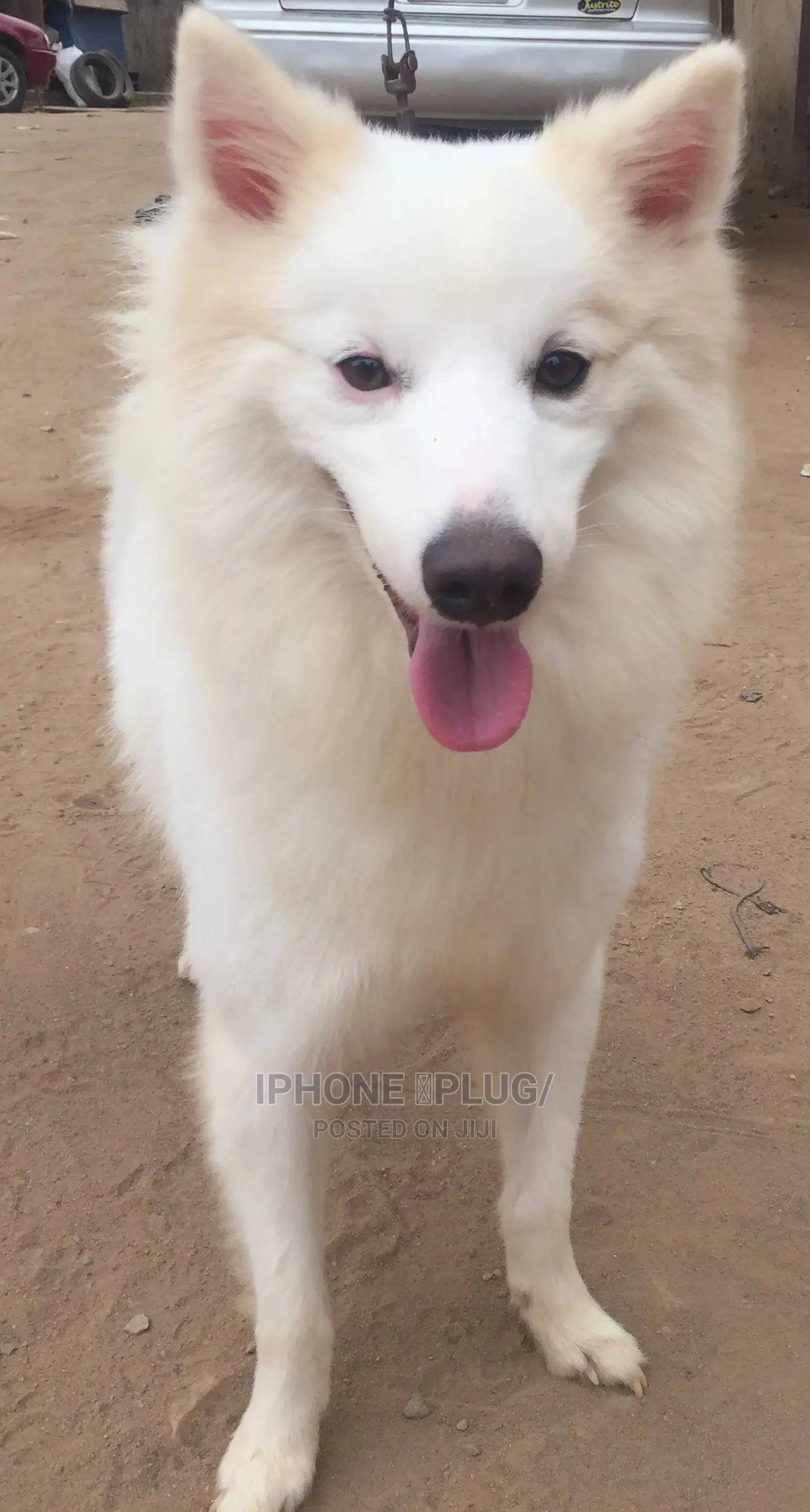 1+ year Male Purebred American Eskimo