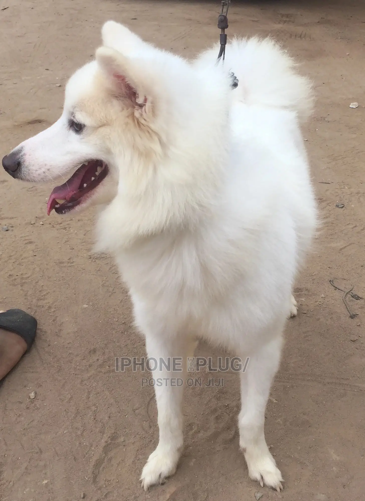 1+ year Male Purebred American Eskimo