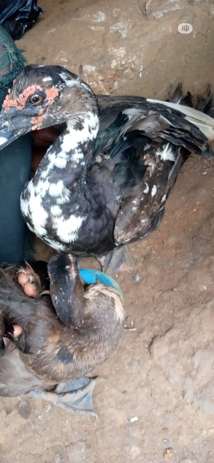 Muscovy Ducks or Native Ducks