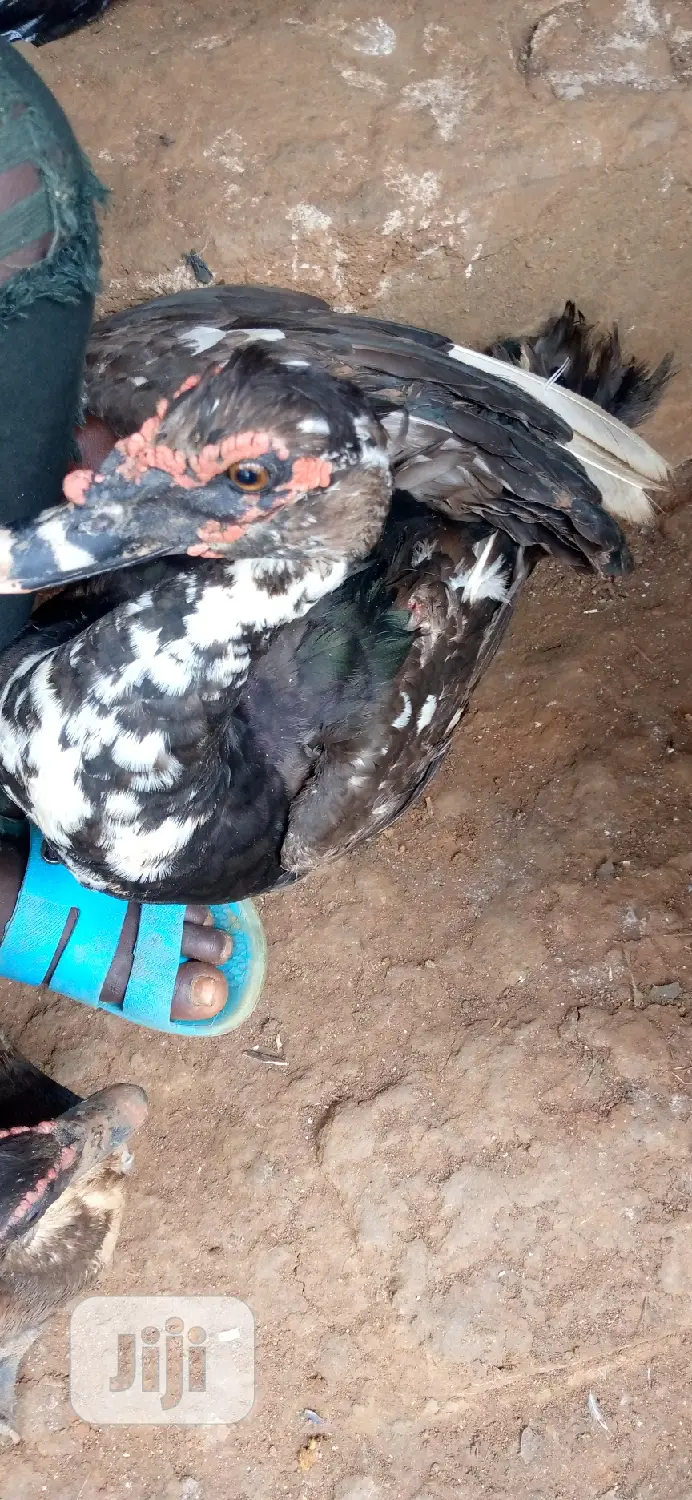 Muscovy Ducks or Native Ducks