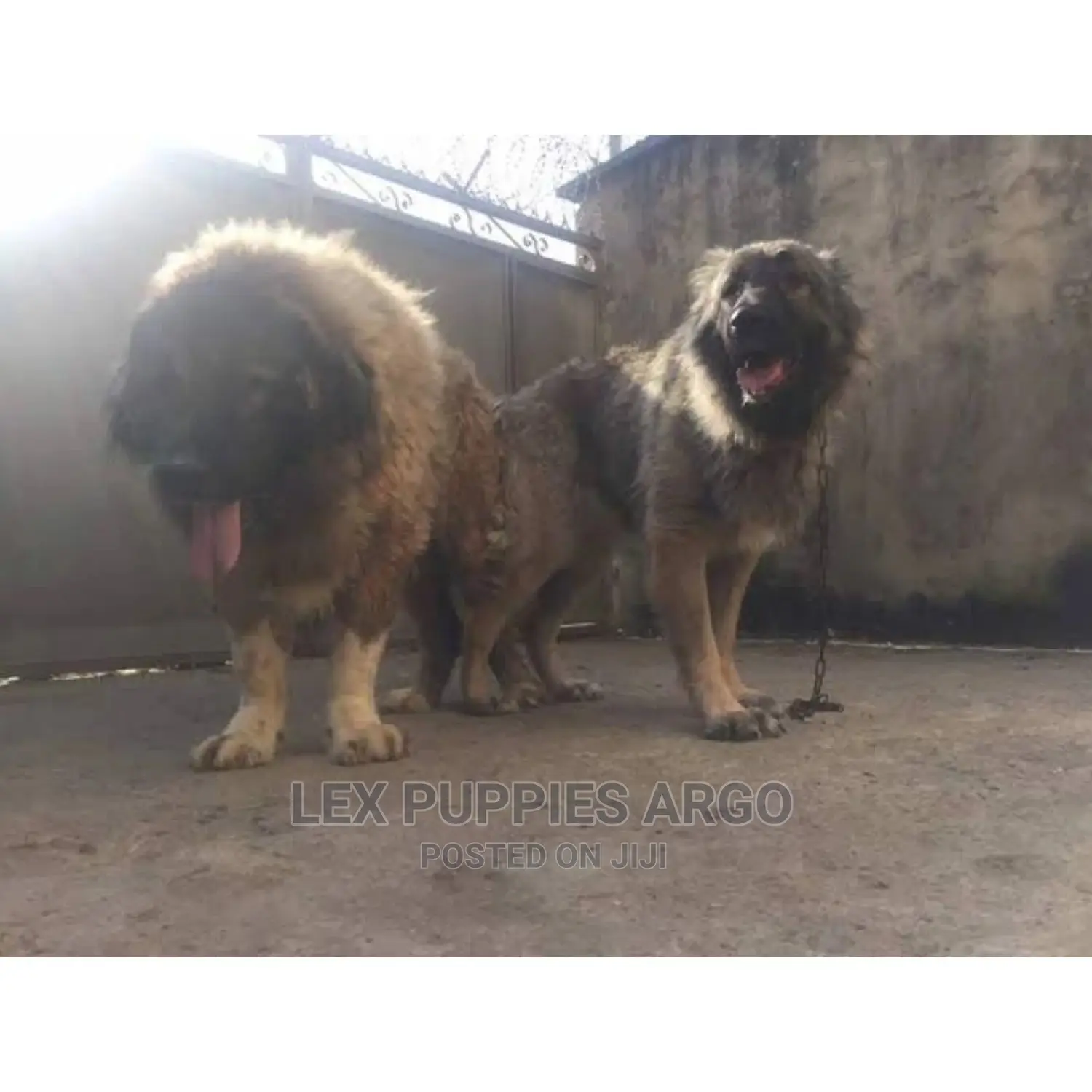 1-3 months Female Purebred Caucasian Shepherd