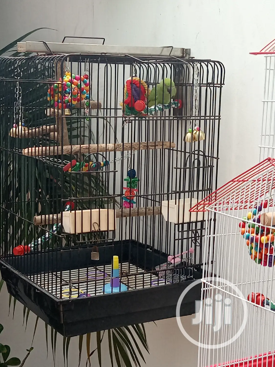 Well Healthy Lovely Colorful Birds Is Available for Sales