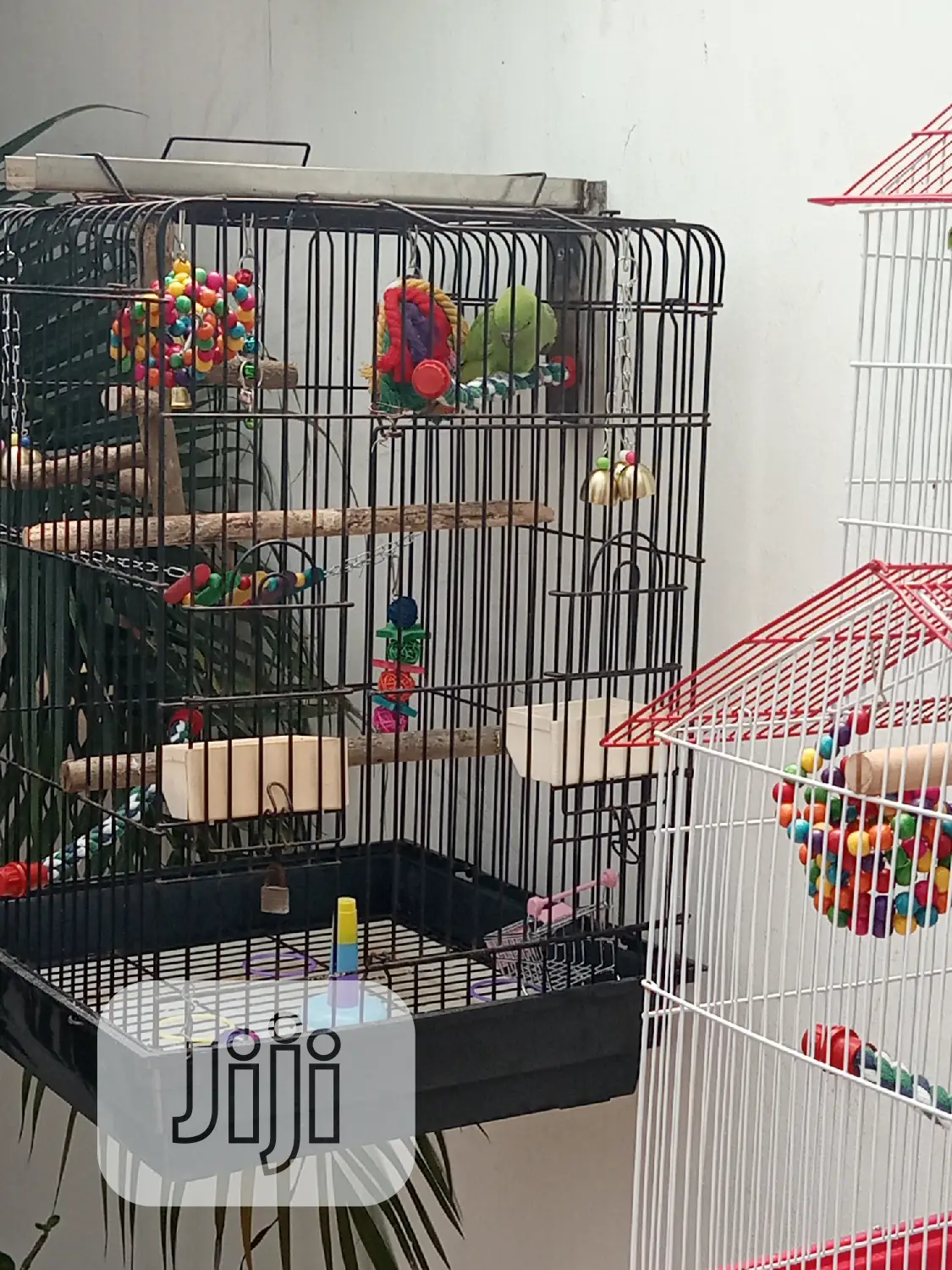 Well Healthy Lovely Colorful Birds Is Available for Sales