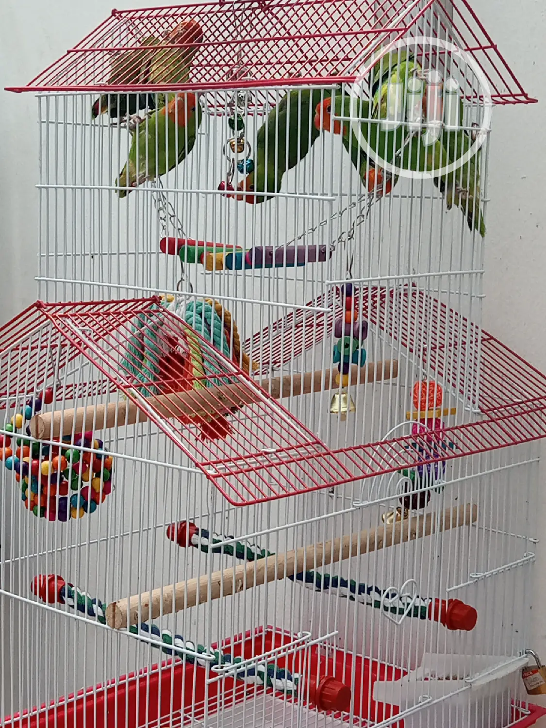 Well Healthy Lovely Colorful Birds Is Available for Sales