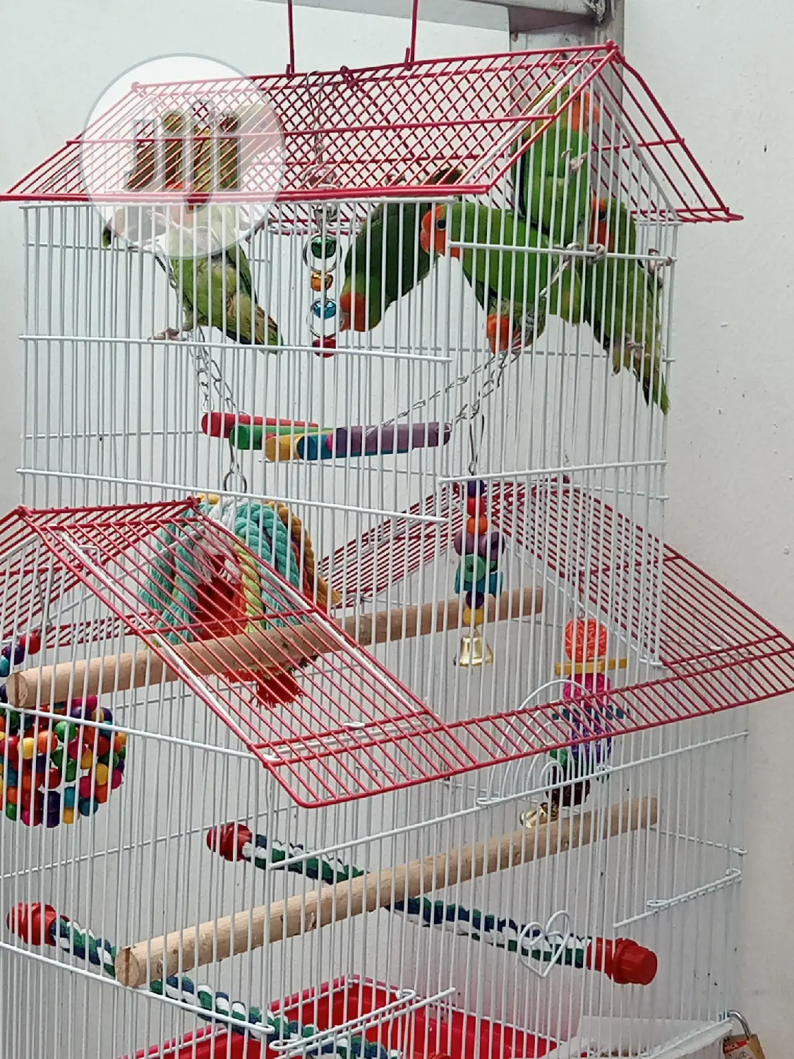 Well Healthy Lovely Colorful Birds Is Available for Sales