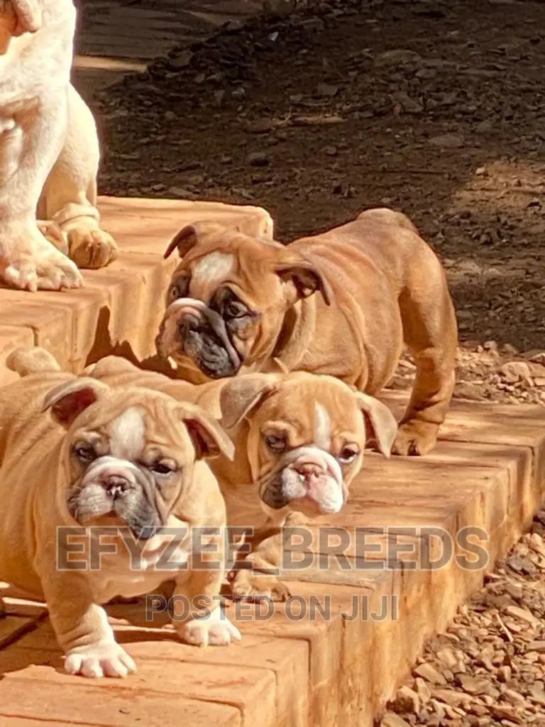 1-3 months Male Purebred Bulldog