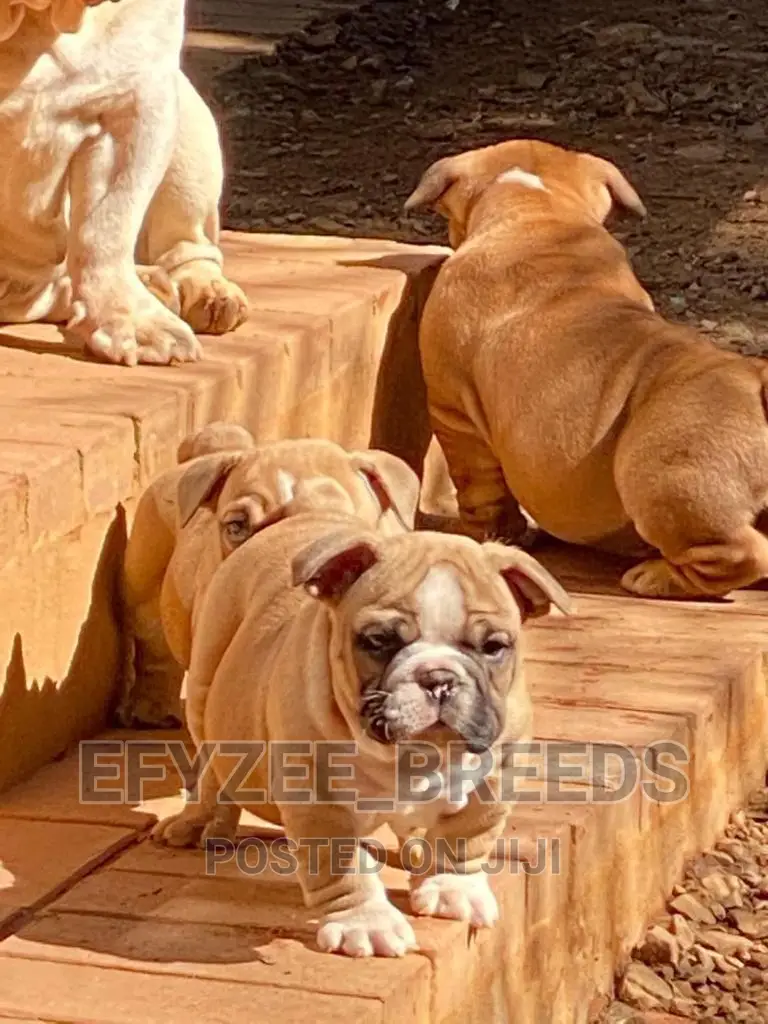 1-3 months Male Purebred Bulldog