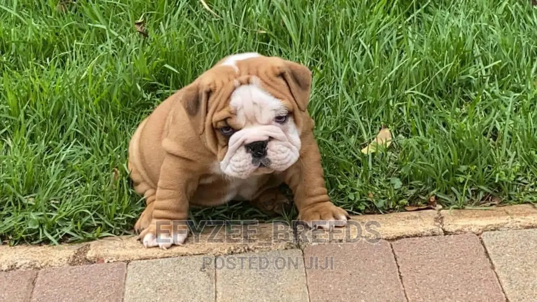 1-3 months Male Purebred Bulldog