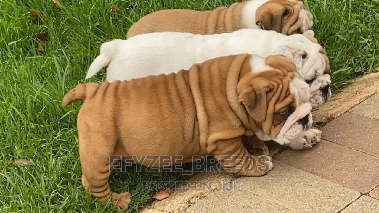 1-3 months Male Purebred Bulldog