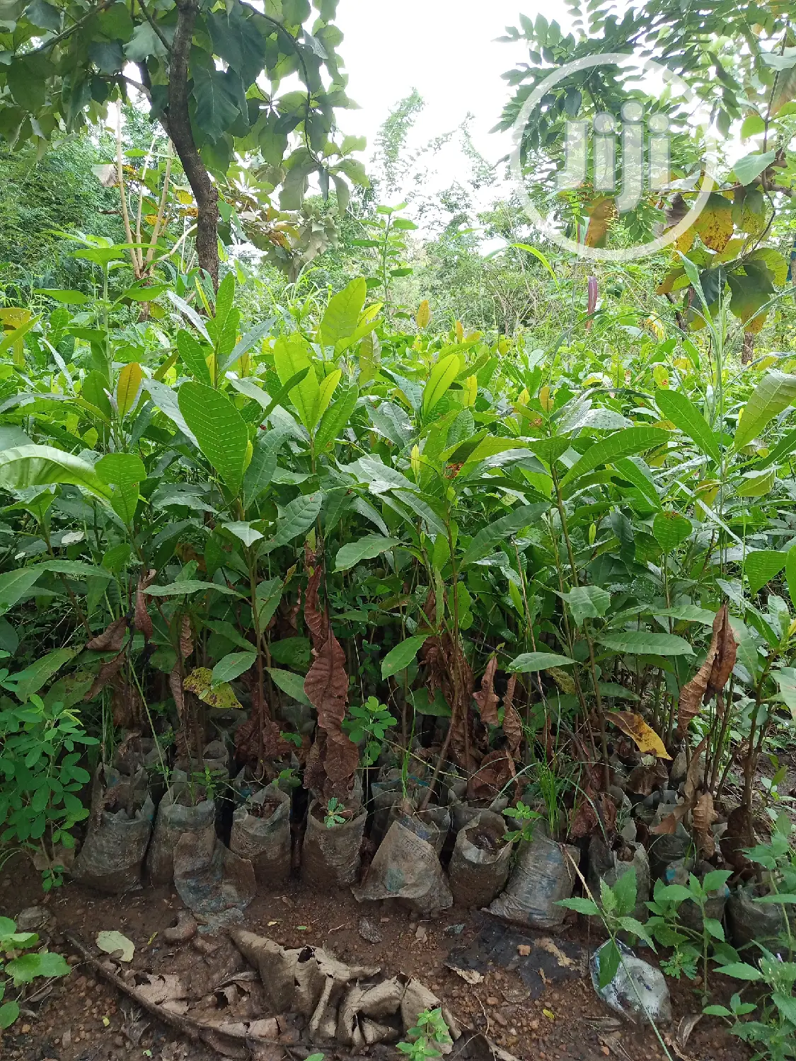 Best Improved Brazilian Jumbo Cashew Seedlings And Seeds