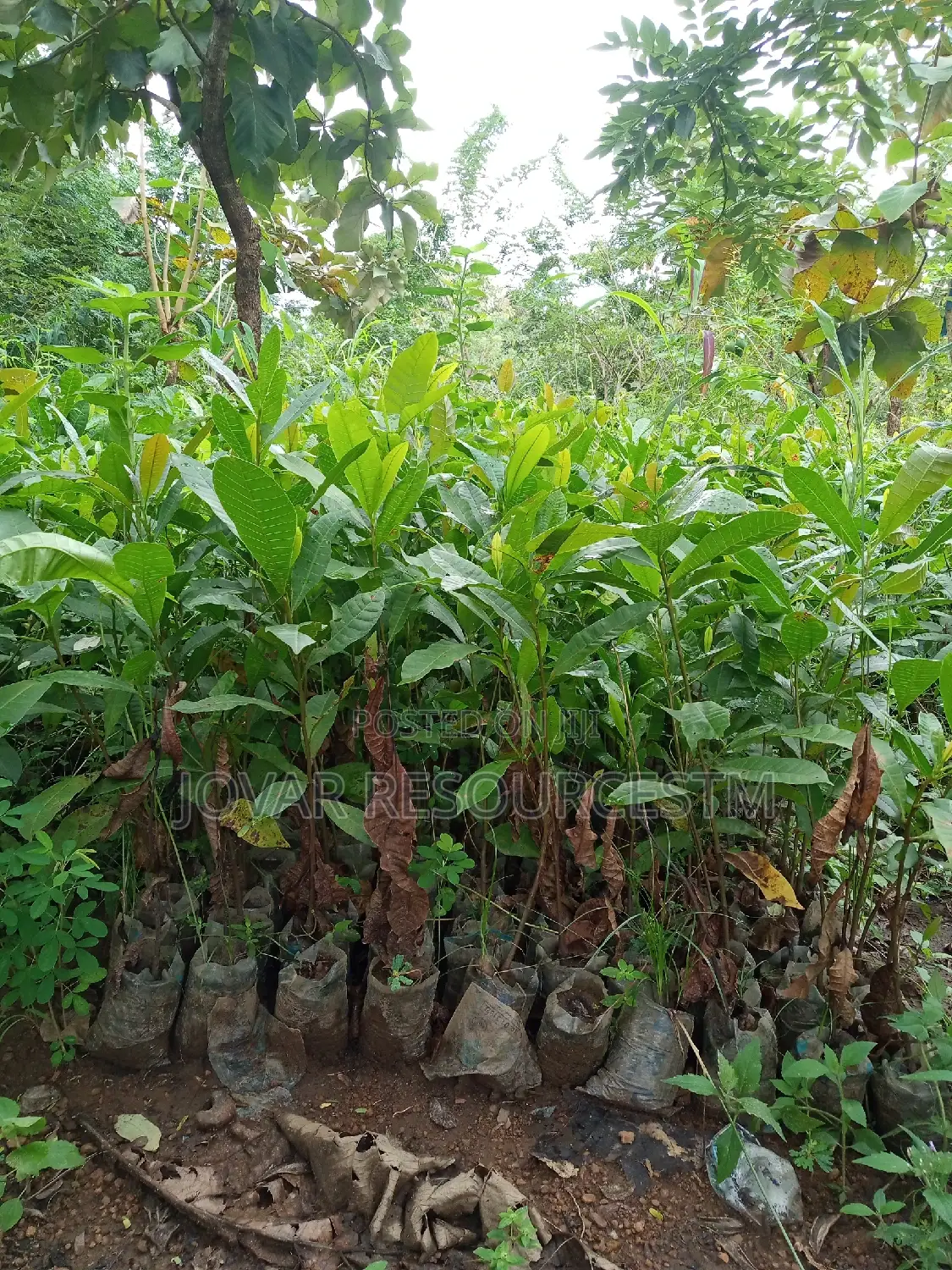 Best Improved Brazilian Jumbo Cashew Seedlings And Seeds