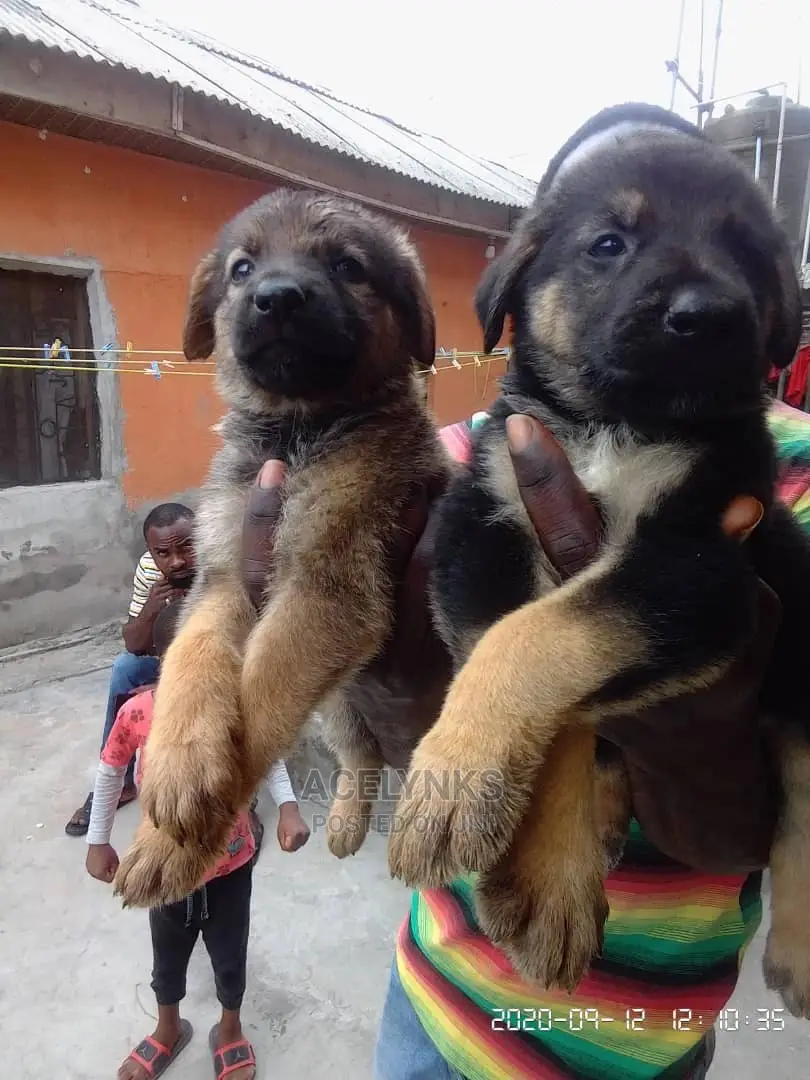 1-3 months Male Purebred German Shepherd
