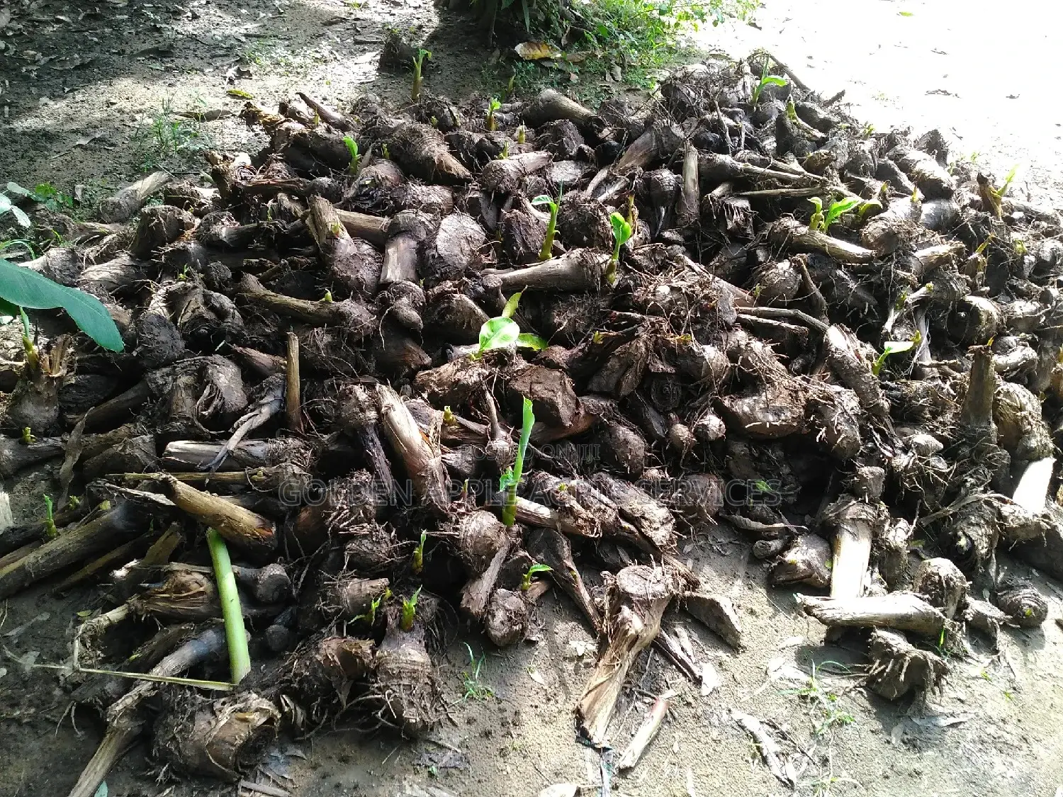 Plantain Suckers - Hybrid Giant Elephant Rapid Growth