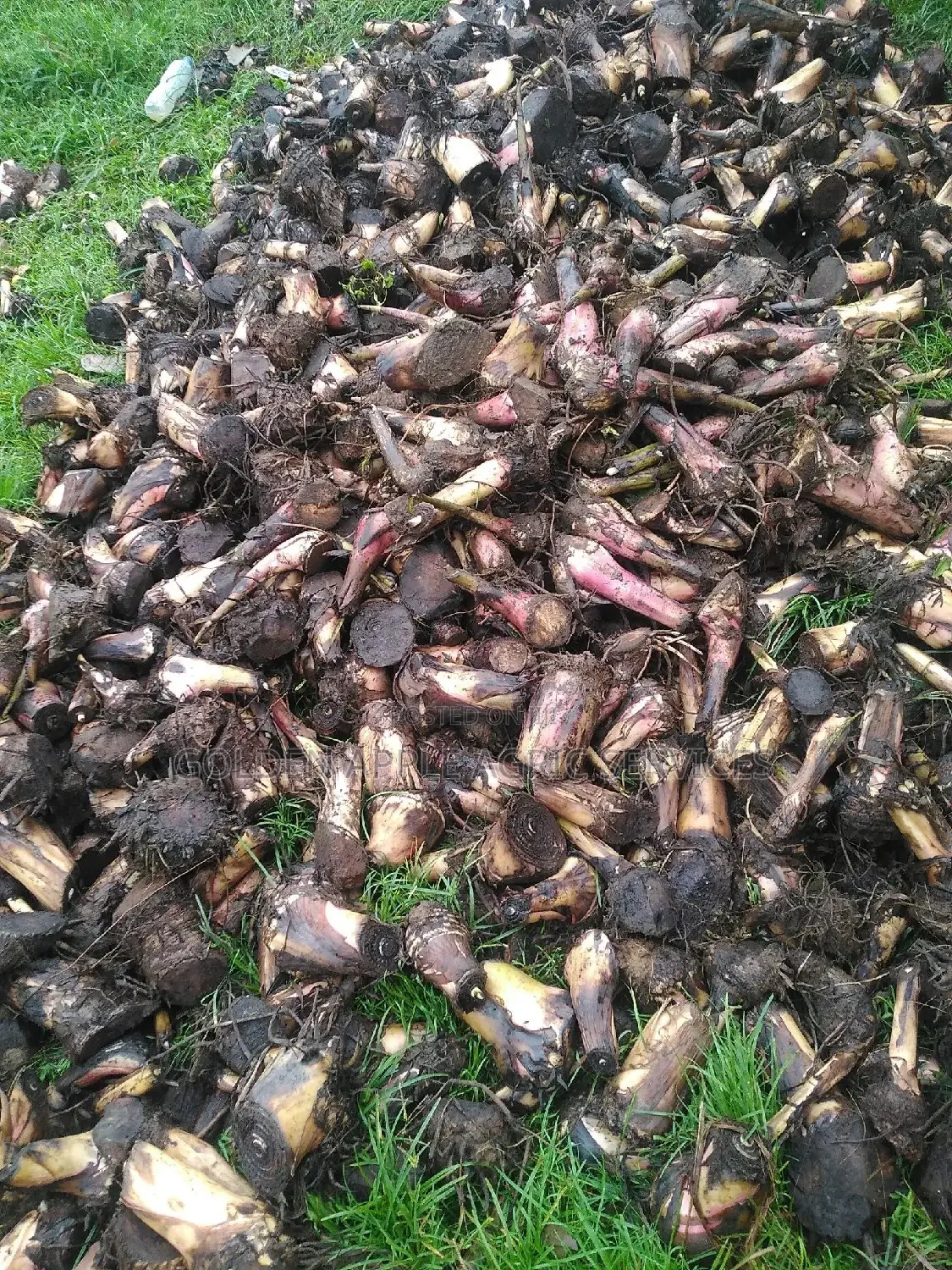 Plantain Suckers - Hybrid Giant Elephant Rapid Growth