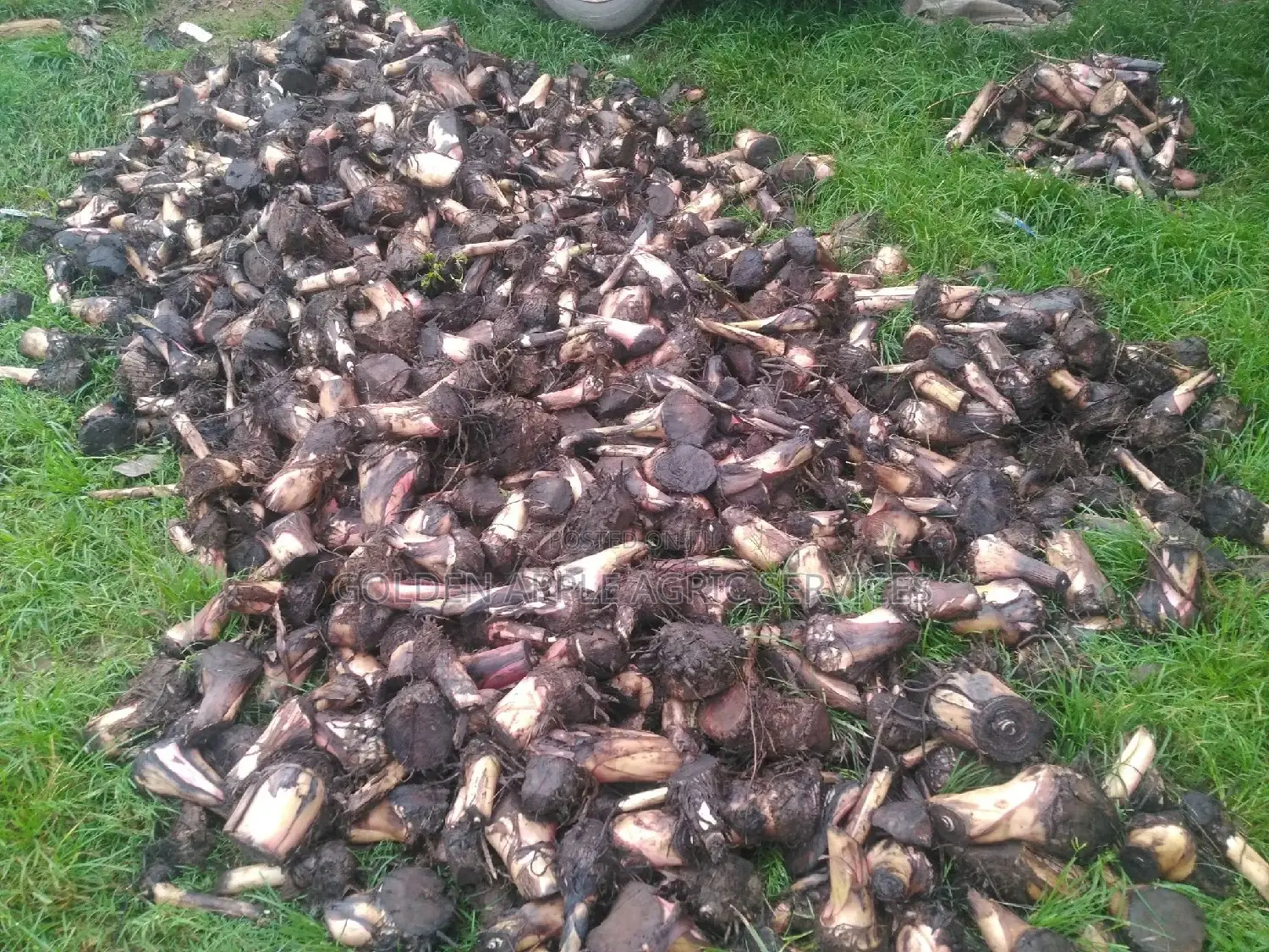 Plantain Suckers - Hybrid Giant Elephant Rapid Growth