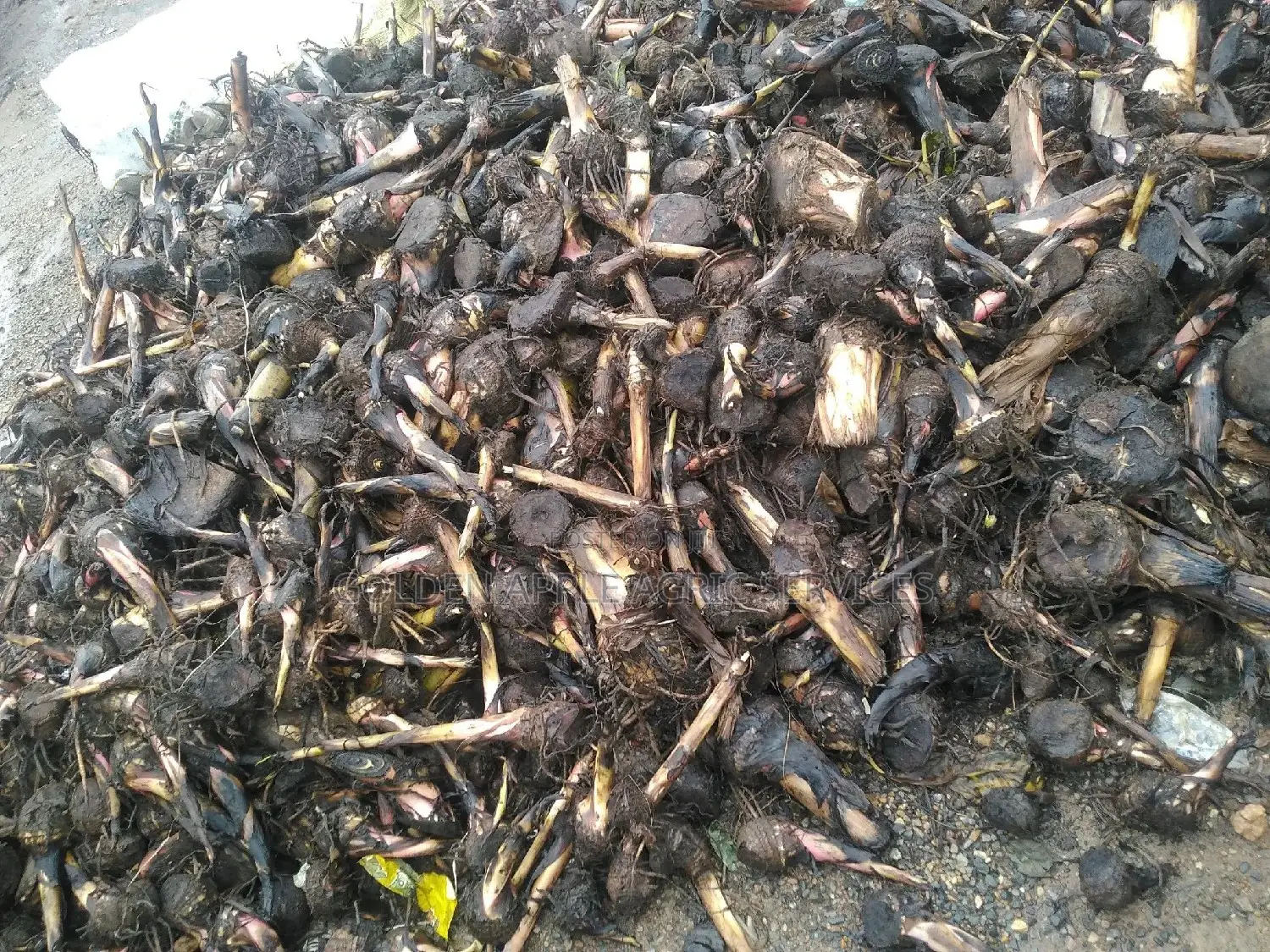 Plantain Suckers - Hybrid Giant Elephant Rapid Growth